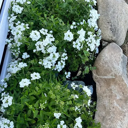 Les De Lisa Maria Serra-di-Fiumorbo