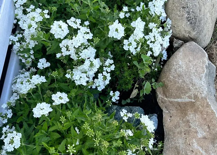 Les De Lisa Maria Serra-di-Fiumorbo